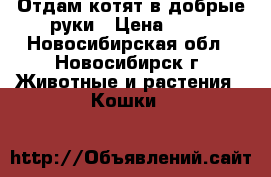 Отдам котят в добрые руки › Цена ­ 10 - Новосибирская обл., Новосибирск г. Животные и растения » Кошки   